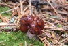 Ucháč obecný (Houby), Gyromitra esculenta (Fungi)
